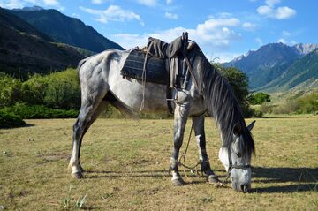 Kyrgyzstan horse