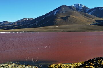 Bolivian red lake