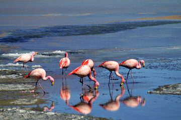 Flamingos