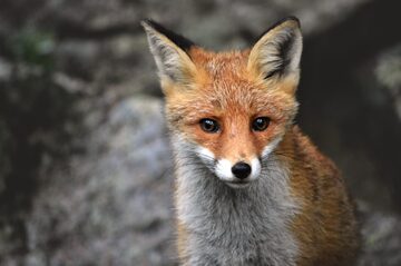 Inquisitive fox