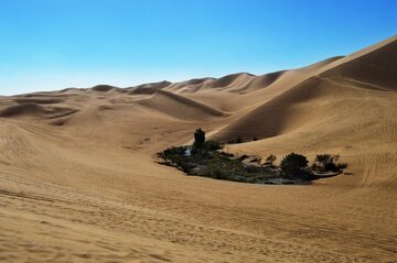 Oasis