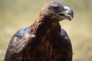 Golden Eagle