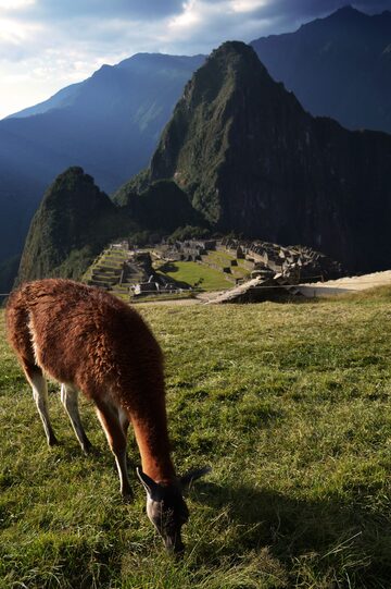 Llama and Machu Picchu