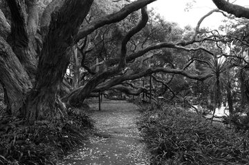 Auckland trees