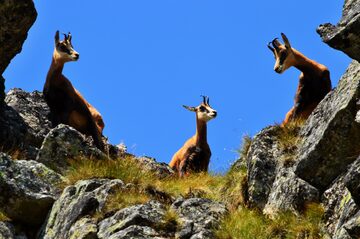 3 deer