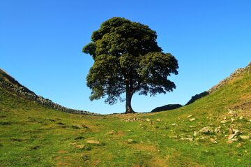 Sycamore gap tree