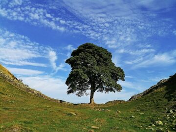 Sycamore gap