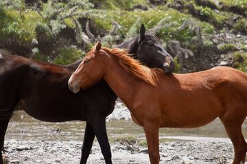 Wild horses