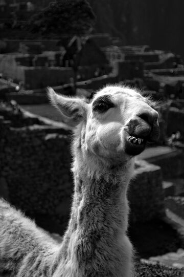 Llama