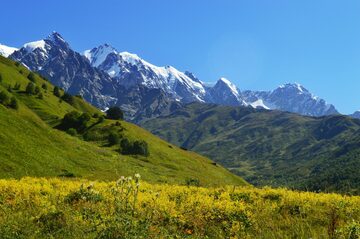 Meadow view