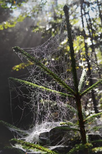 Morning cobweb