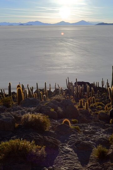Bolivian cactus